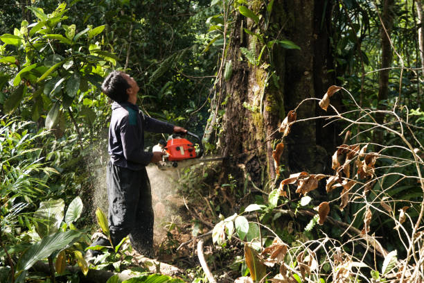 How Our Tree Care Process Works  in  Green Forest, AR