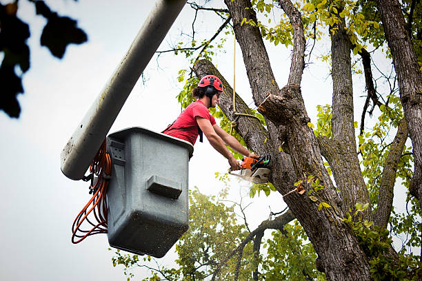 Best Storm Damage Tree Cleanup  in Green Forest, AR